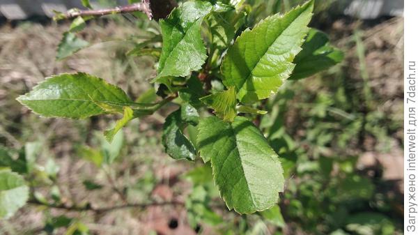 Листья второго растения