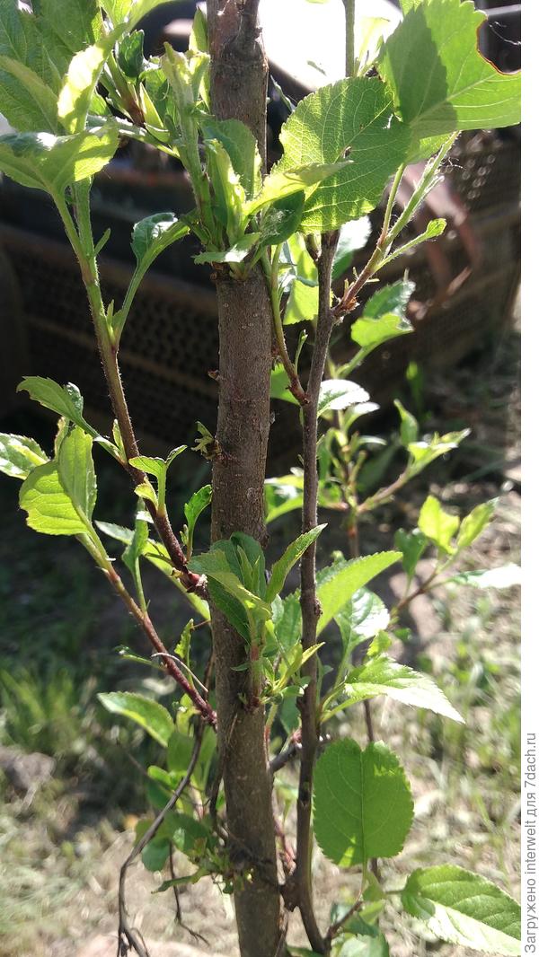 Какое это дерево или кустарник?