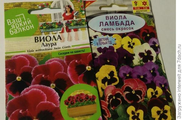 Яркие виолы