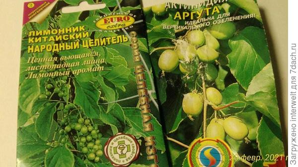 Получится ли вырастить из семян лимонник и актинидию?