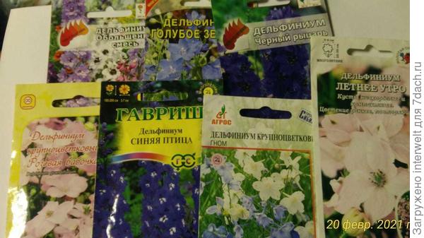 Посеянные дельфиниумы