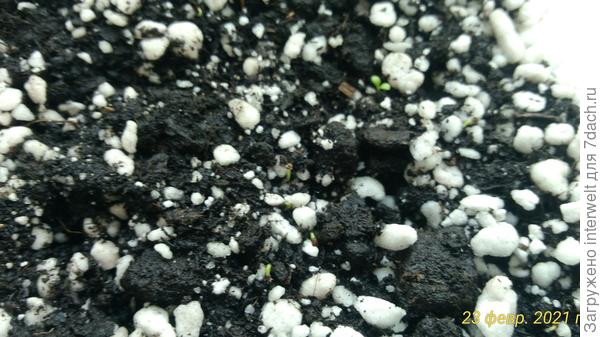 Ростки примул