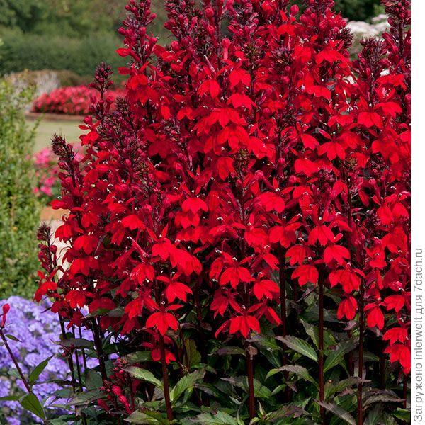 Лобелия прекрасная Старшип