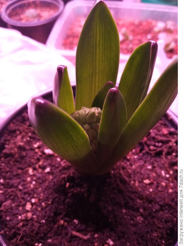 После пересадки