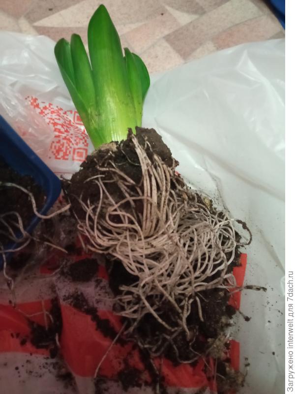 Вот такие были корни в крошечном контейнере