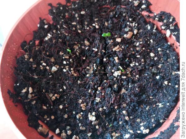 Сельдерей  корневой XL (Русский огород)