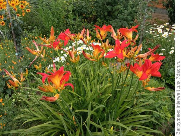 Лилейник Анзак и ромашки на заднем фоне