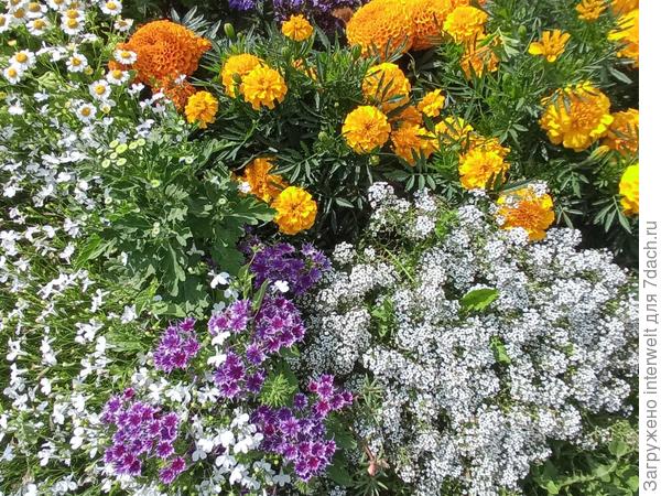 Алиссум, флокс Друммонда, бархатцы, лобелия, "ромашки"