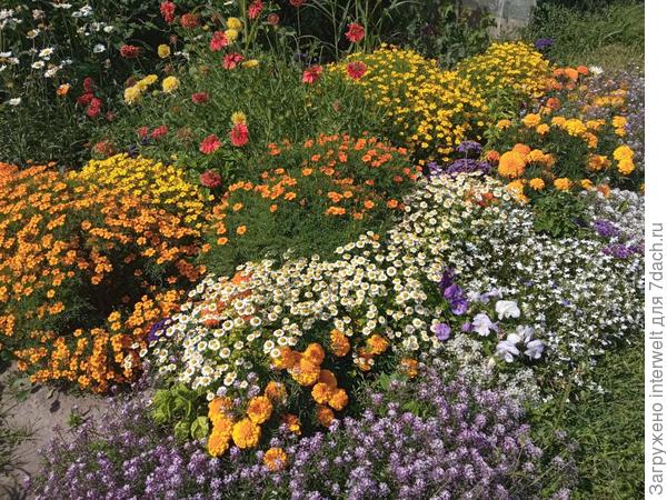 Алиссум, неопознанные "ромашки", виолы, лобелия, бархатцы, гелиотроп, гайлардия