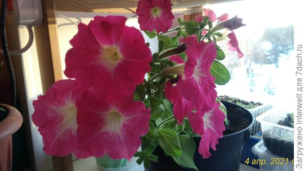 Петуния на подоконнике