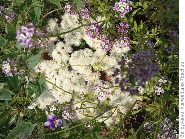Агератум, алиссум, виола и сорняки