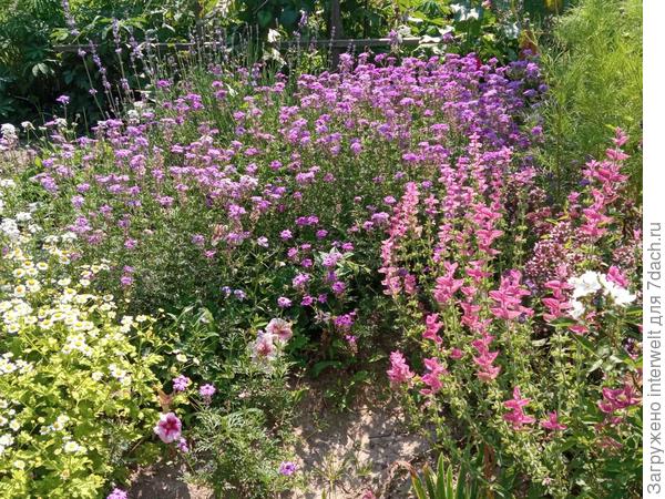 Сальвия хорминумовая, какая-то разновидность вербены (самосев), петунии, лаванда (на заднем плане) и еще ромашка (хризантема?) - из семян, взятых с городской клумбы