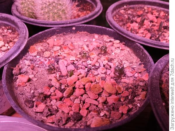 Молодые кактусы из семян в своем смешанном грунте