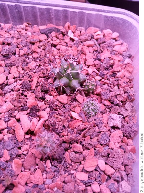 Кактусы из семян в Серамисе