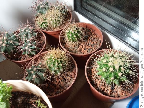 Взрослые кактусы в Серамисе