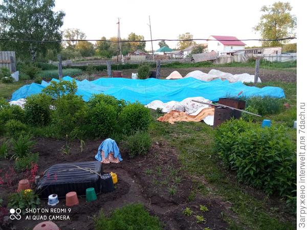 На заднем плане за клумбой синей пленкой укрыта клубника