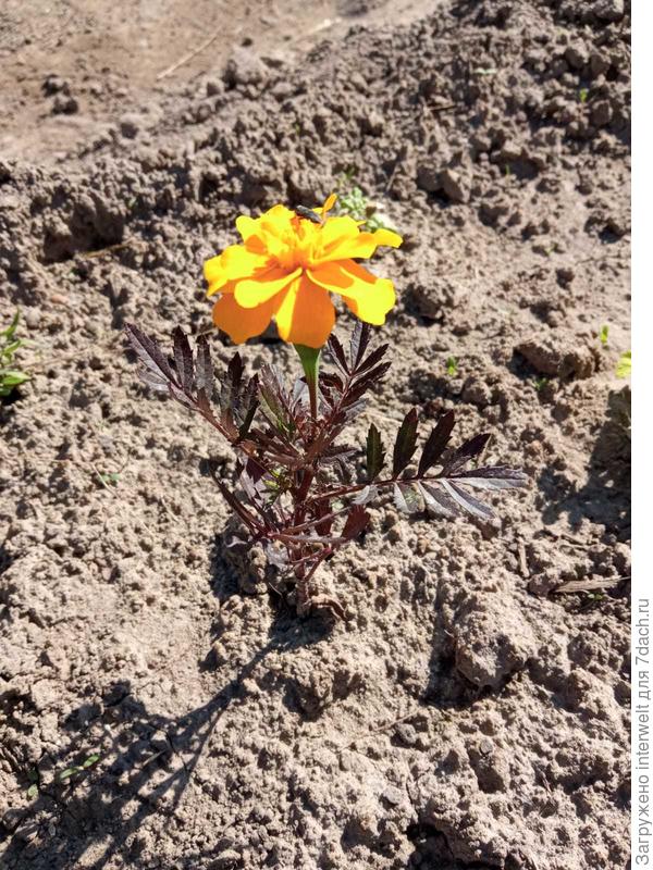 Выживший после мороза бархатец. Обратите внимание на цвет листьев