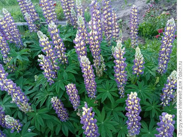 Как солдатики :)