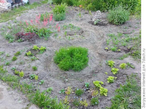 Клумба 1, июнь, только высажены однолетники, выращенные рассадой