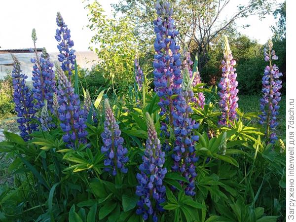 Люпиновые заросли