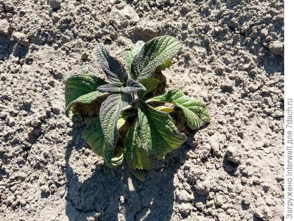 Бедный гелиотроп посинел от холода