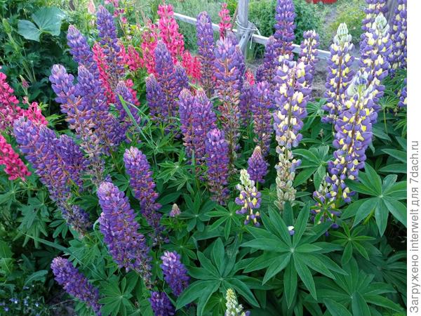 Еще заросли