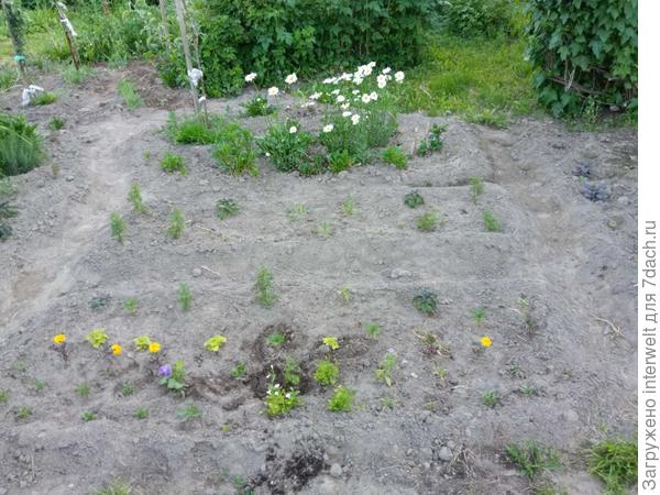 Клумба 2, начало июня. Только что высажены однолетники. На заднем плане ромашки.