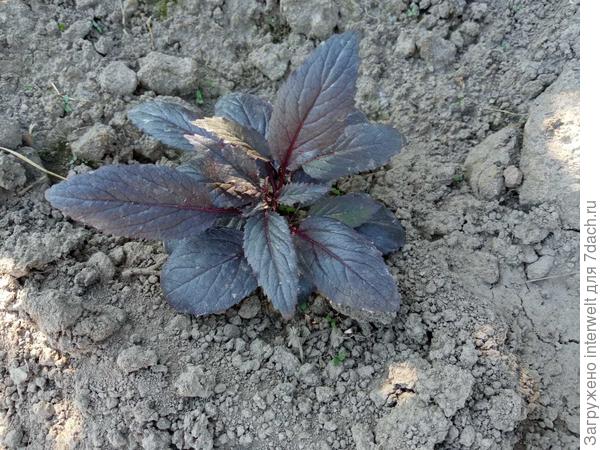 А это трахелиум, листья из темно-зеленых тоже стали фиолетовыми