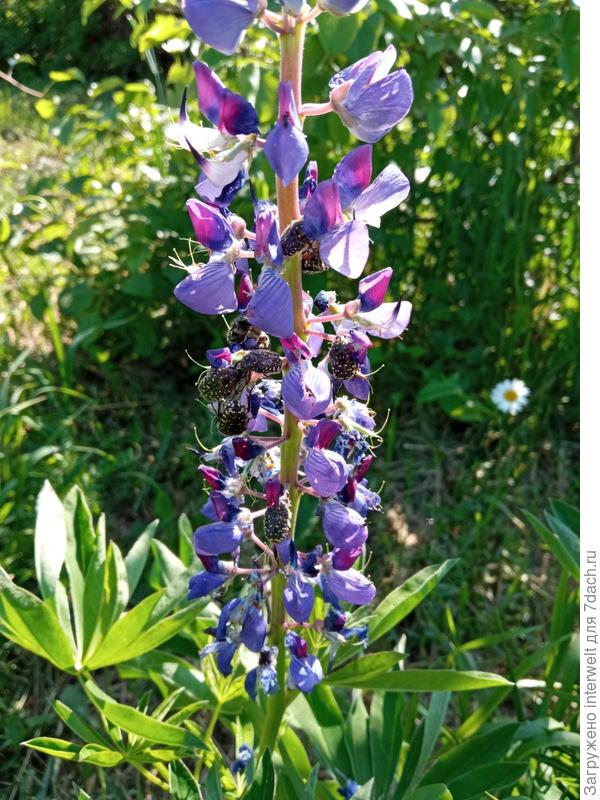 Ну и ложка дегтя: вот эти звеорюги теперь каждый год жрут наши цветы. Травлю, собираю, но они очень проворные и голодные, так что бой это неравный