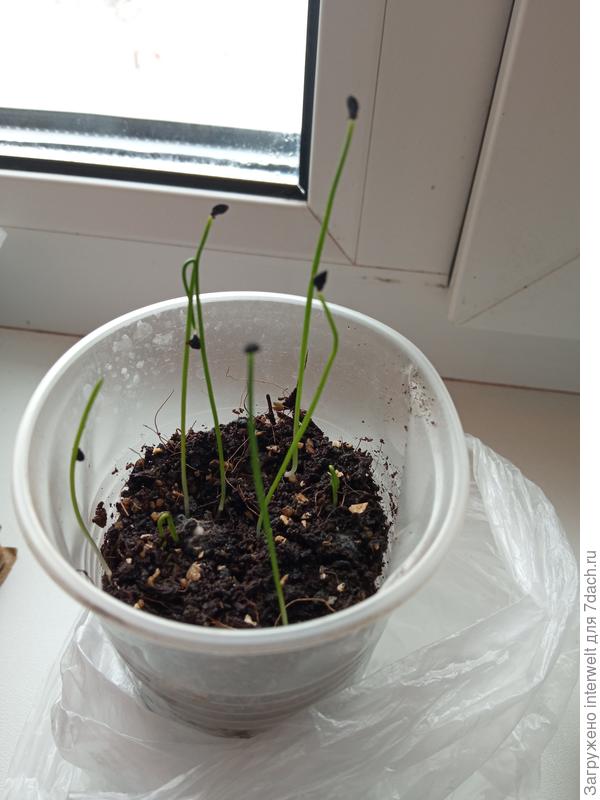 Порей, посеянный сухими семенами из того же пакета