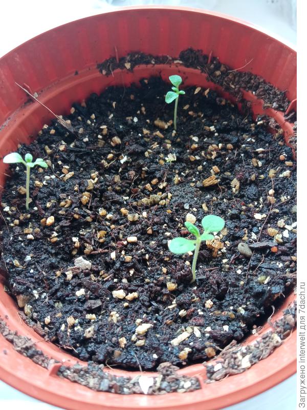 Гелиотроп (всего три ростка из пакета)