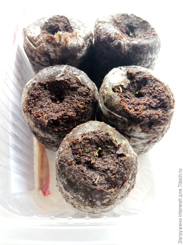 Еще петунии