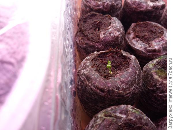 Лобелия прекрасная