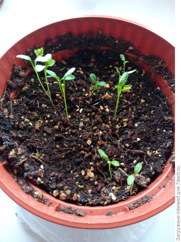 Корневой сельдерей