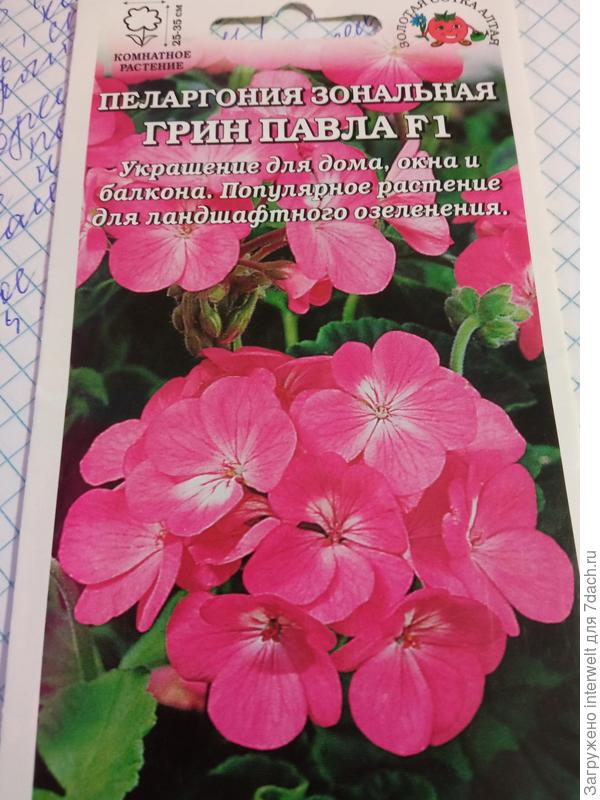 Пеларгония Грин Павла F1
