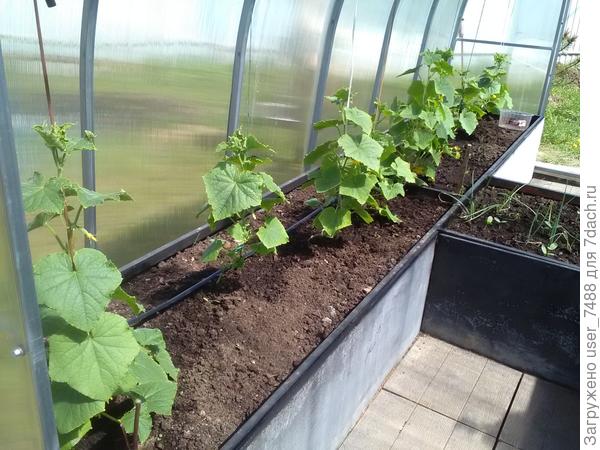 Теплица Огурец Молодец Купить На Озон