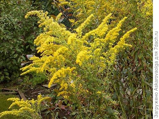 Золотарник