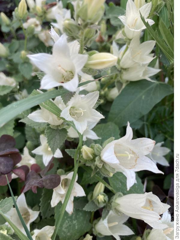 Незнакомец