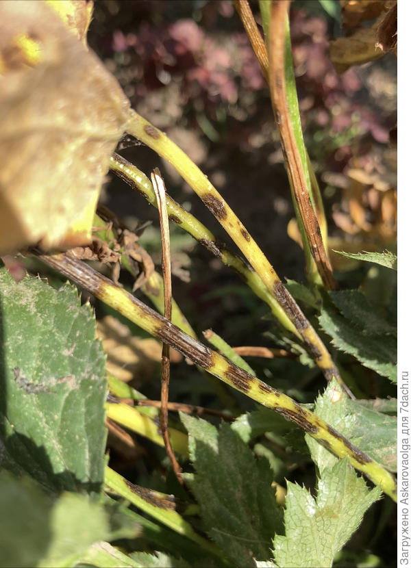 Стебель заболевшего