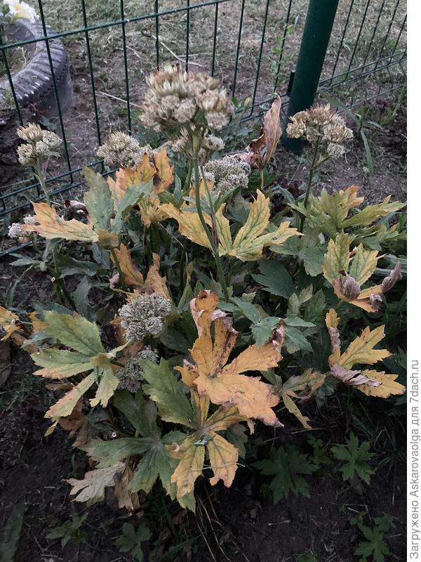 Общий вид кустика