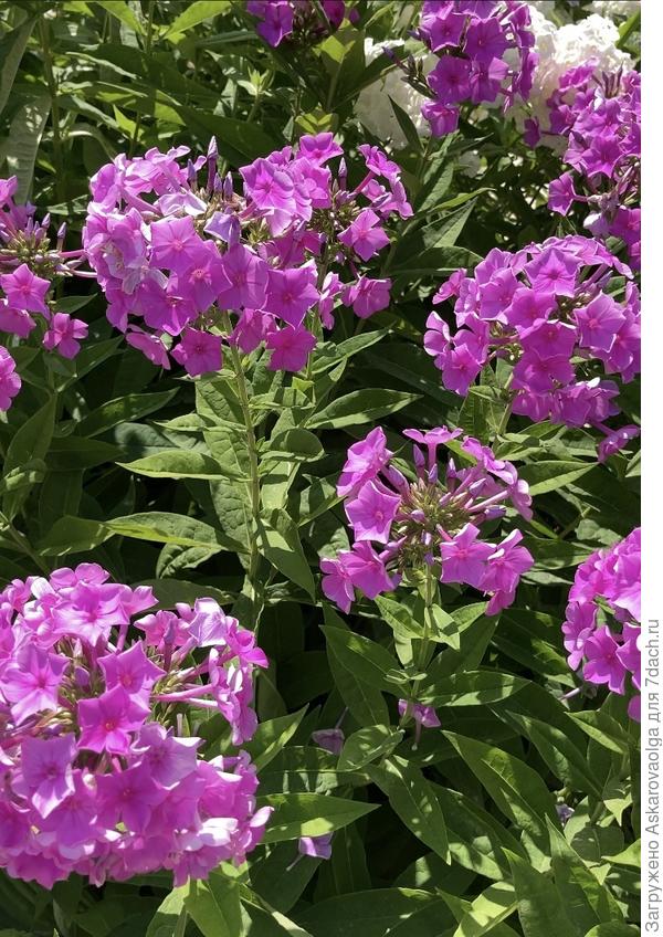 Флокс розовый