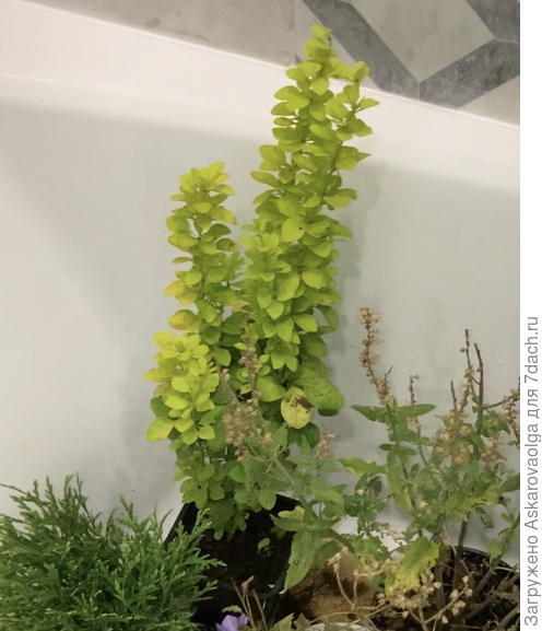 Безымянный барбарис. Сказали, что будет не больше 1 метра)