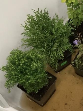 Туески красотулечки Тини тим и Тэдди