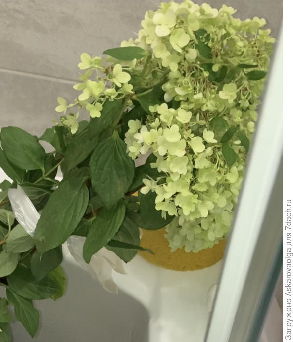 Меджикал мунлайт немного устала. К ней особое внимание