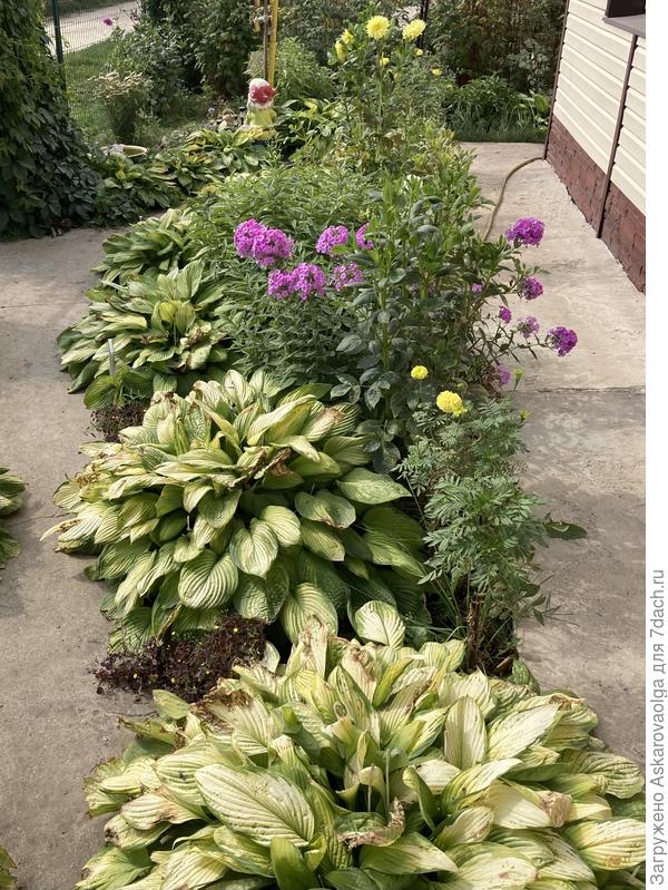 Конечно здесь всё разрослось и смотрится вроде как симпатично, но хосты не дают пройти по дорожке