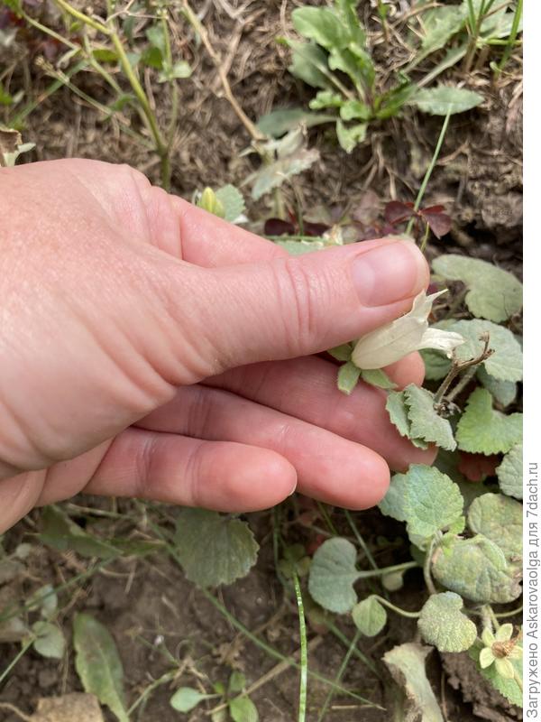 Размер цветка