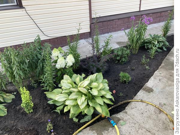 Клумба после пересадки