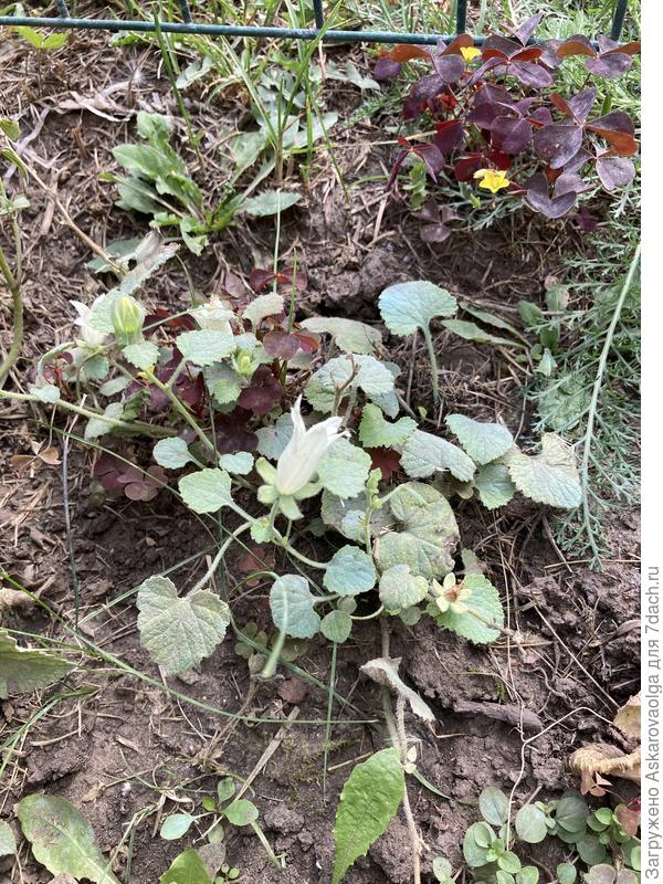 Как будто стелится он