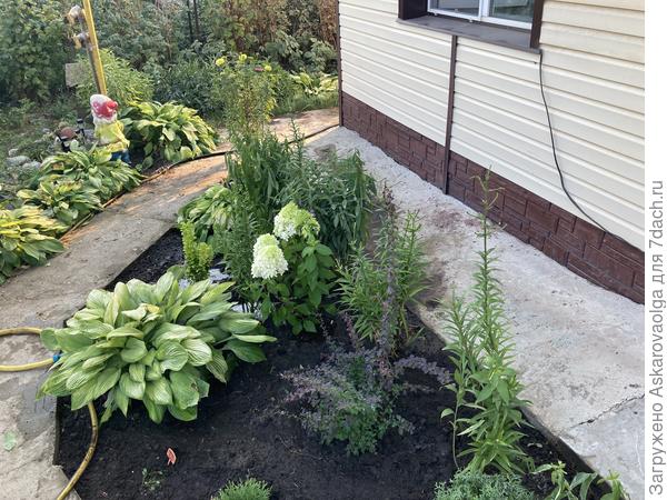 Пока пустовато. Разделила кусты флоксов и часть хост убрала