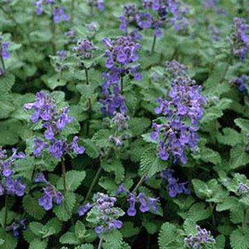 Здравствуйте! А не подскажете, как называется эта травка.